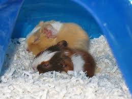 Health guinea pig weight and weight controlcan contain more about this topic if you want to read. Newborn Baby Skinny Pigs Newborn Baby