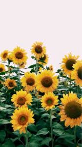 Aesthetic Sunflowers Flowers Yellow Vsco Retro Sunflower Summer Sun Sunshine Bright Filt Sunflower Wallpaper Landscape Wallpaper Tumblr Backgrounds