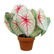 White Queen Caladiums From Amaryllis And Caladiums Caladium Part Shade Plants Bonsai Flower