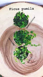 We did not find results for: Miniature Creeping Fig Ficus Pumila Quercifolia Minima Curly Ficus Pumila Ficus House Plant Care