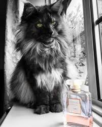 Black And White Maine Coon Cats For Sale Pin On Maine Coon Cats