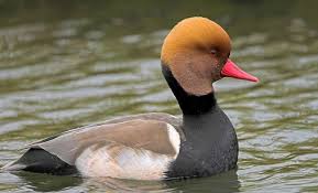 Birds With Red Crested Heads Red Crested Pochard Animals Aquatic Birds Sea Birds
