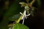 Image result for Cremaspora triflora