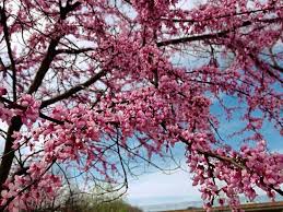 We hope that you find the site useful. The Best Small Flowering Trees For Western Pennsylvania Triblive Com