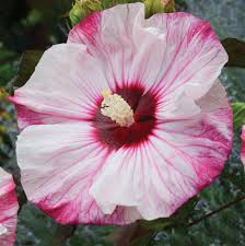 We did not find results for: Hibiscus Cherry Cheesecake Pp26089 Cpbr4945 Perennial Resource