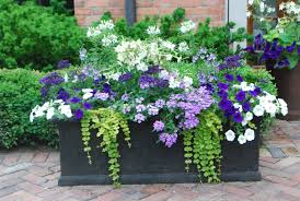 Bring a new lease of life to your gardens by growing these flowering ground cover plants! Do You Plant Flowers On Mother S Day Container Flowers Plants Container Gardening
