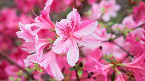 36 template power point dengan tema bunga background 04 06 2019 template powerpoint dengan background warna ungu dan ilustrasi bunga bunga kecil warna pink pink roses powerpoint. 7 Tanaman Hias Bunga Pink Untuk Percantik Halaman Rumah