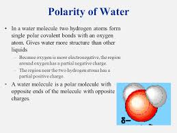 This unequal sharing is due to oxygen being larger and getting the electron more than hydrogen. Properties Of Water Polar Molecule Cohesion And Adhesion Ppt Video Online Download