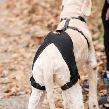 Done repetatively, you can jump better. Help Old Dog Back Legs Collapsing Ortho Dog