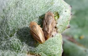 Transmission De Xylella Fastidiosa France Olive Afidol