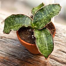 Image result for Searsia kirkii