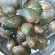 Kijing dapat hidup di air tawar dan air laut. Mengolah Kijing Besar Air Tawar 64 Resep Masakan Kijing Enak Dan Sederhana Ala Rumahan Cookpad Sebagaimana Diketahui Air Laut Adalah Sumber Air Terbesar Di Muka Bumi Sementara Air Tawar Yang