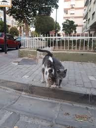 Kari Koca Olan Kediler Bir Cift Kedi Evli Cift Kedi Married Couple Of Cats Cats Hayvanlar Kedi