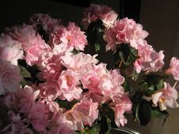 Les rhododendrons ne supportent pas les sols calcaires. Entretenir Une Azalee