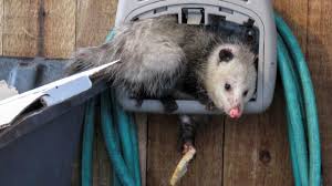 Subfamília caluromyinae kirsch & reig, 1977. Learn About Opossums Mass Gov
