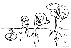 Risultati Immagini Per Seminare Disegno Ciclo Vitale Scienza Per Bambini Immagini