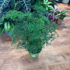 Image result for Polyscias kivuensis