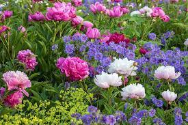 Check spelling or type a new query. Best Perennials For Gardeners In New England
