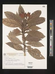 Image result for Pavonia leptocalyx