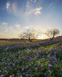 Maybe you would like to learn more about one of these? Bluebonnet Flowers Field In Irving Texas Stock Photo Picture And Royalty Free Image Image 71450878