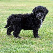 Check spelling or type a new query. Newfypoo Rocky Mountain Bernedoodles