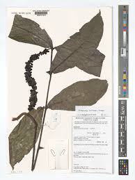 Image result for Trichostachys