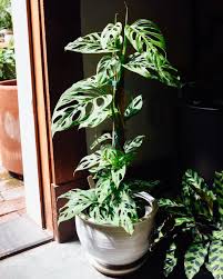 Here S A Monstera Tip From Our Grower That Also Applies To Many Other Vining Plants In Addition To This Swiss Cheese Pro Plants Trees To Plant Indoor Plants