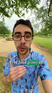 Today I forage for pineapple weed, Matricaria discoidea. It’s basically  wild chamomile and can be used similarly for making tea. However, the  location where I was foraging isn’t ideal, so I talk about ...