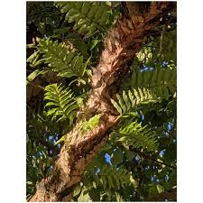 Image result for Drynaria