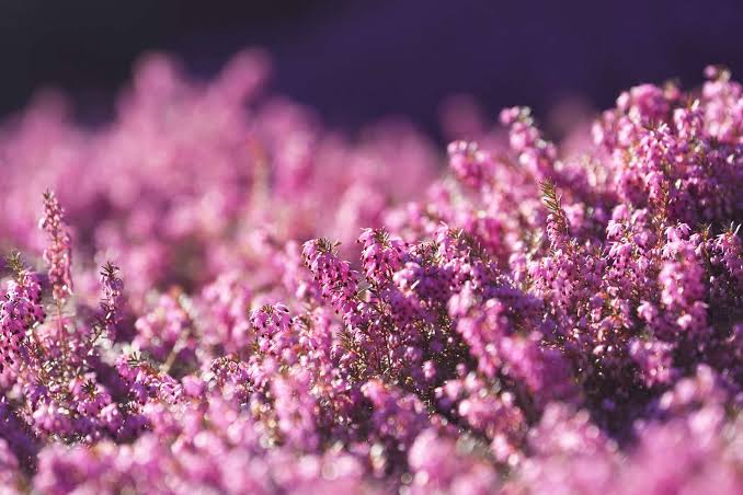 How to Grow and Care for Winter Heath (Erica Carnea)