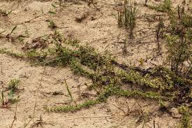 Image result for Bergia pentheriana