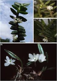 Image result for Tridactyle