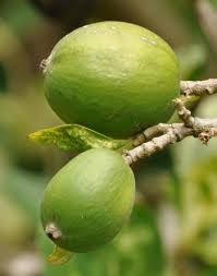 Image result for Rothmannia globosa