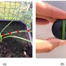 Image result for Lipocarpha rehmannii