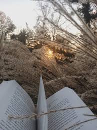 lovely nature loveiynature twitter book aesthetic book photography aesthetic pictures
