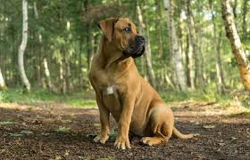 Boerboel Dog What You Should Know About South African