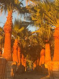 Image result for Washingtonia filifera