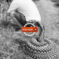 Pin By Jose Martinez On Alexis Ren Cheap Diy Halloween Decorations Diy Halloween Decorations Snakes Funny