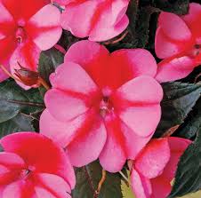 Image result for Impatiens shirensis