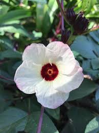 Hibiscus sabdariffa is a bush that has yellow hibiscus flowers and dark green leaves that are divided into five thin lobes. Roselle Hibiscus Sabdariffa