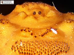 Hypoderma Sp Flies Monster Hunter S Guide To Veterinary Parasitology