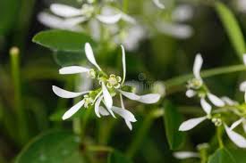 Image result for Euphorbia graminea