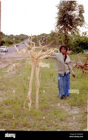 Image result for Hymenocardia ulmoides