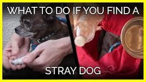 Check spelling or type a new query. What To Do If You Find A Stray Dog Or Cat Peta