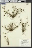 Image result for Bulbostylis oritrephes