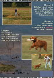 Labrador Retriever Puppy Training