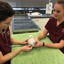 We did not find results for: Avian And Exotic Vet Veterinary Clinic Sash Vets