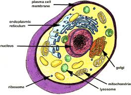 Maybe you would like to learn more about one of these? Lysosomes Functions Definition Structure Diagram