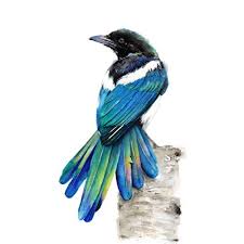 According to bird symbolism in western culture, magpies represent bad luck. Amazon Com Black Billed Magpie Bird Watercolor Art Print Artist Mira Guerquin Handmade Products