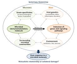 figure 1 anti inflammatory properties of h hepaticus